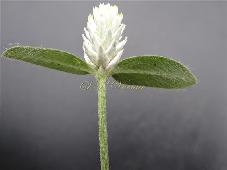 Inflorescence with subtending leaves (abaxial view)and peduncle